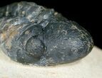 Prone Reedops Trilobite #4926-4